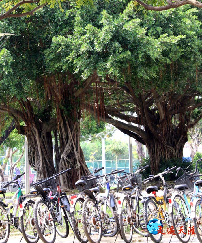 5 台南成功大学的古榕树与学生的自行车阵.JPG