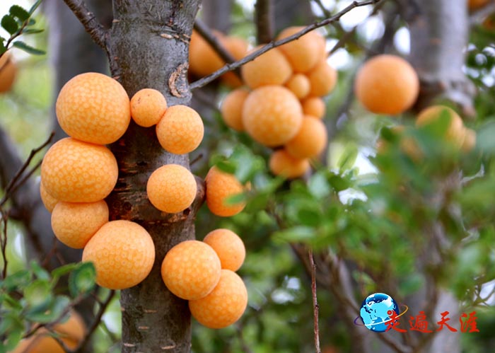 7 树岔上的果子，被中国游客称为”中华灯笼“.JPG